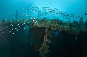 Southeast Asia Gallery: School of Banana Fusiliers - with wreck in background - Liberty Wreck dive site, Tulamben