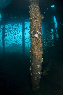 School of fish inside wreck - Liberty Wreck dive site, Tulamben, Karangasem, Bali, Indonesia