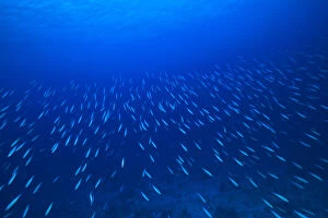 Undersea Gallery: School of fish underwater, Northern Huvadhu