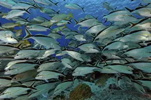 Grunt Prints: School of Grunts - Island of COZUMEL Yucatan Mexico