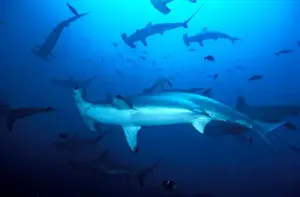 Hammerheads Prints: School of Scalloped Hammerhead Sharks. Island of Malpelo Columbia