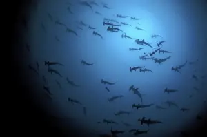 School of Scalloped Hammerhead Sharks. Island of Malpelo Columbia