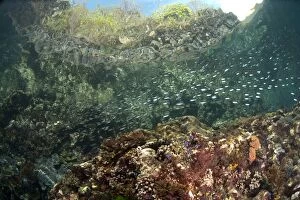 Images Dated 1st November 2013: School of small fish with cliff and trees in background