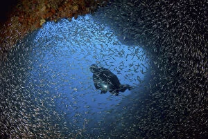 Schooling baitfish and diver at cave entrance