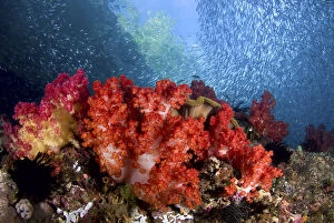 Schooling baitfish swim past coral, Triton
