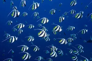 Ampat Gallery: Schooling bannerfish, Raja Ampat Islands