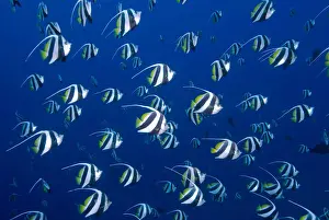 Surface Prints: Schooling bannerfish, Raja Ampat Islands