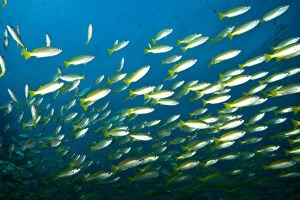 Undersea Gallery: Schooling Bigeye Snappers (Lutjanus lutjanus)