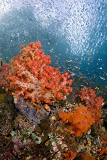 Schooling fish swim past colorful corals