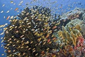 Schooling fish swim past reef corals, Raja