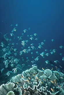 Schooling Long-fin Bannerfish - A plankton feeder who swims off the bottom often in large schools Toki Toki, Banda Sea, Indonesia