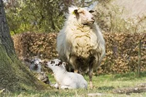 Images Dated 21st April 2008: Schoonebeker sheep - Moorland sheep mother with young