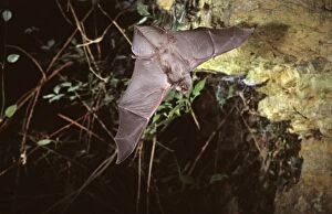 Schreibers long-fingered bat flying into a cave (old iron mine) post breeding season (end of august)