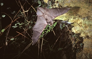 Schreibers long-fingered bat flying into a cave (old iron mine Schreibers long-fingered bat flying into a cave (old iron mine