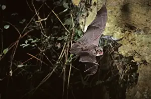 Schreiber's long-fingered bat flying into a cave ( old iron mine) post breading season ( end of august) French jura