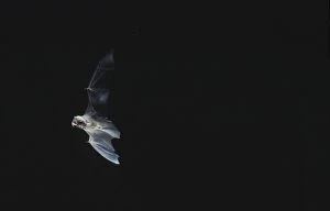 Images Dated 20th December 2005: Schreiber's Long-fingered / Schreiber's Long-eared / Schreiber's Bat flying out of a cave
