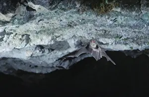 Schreiber's Long-fingered / Schreiber's Long-eared / Schreiber's Bat flying out of a cave. Post breeding season (september) French jura, France Distribution: SW Europe to China, Africa, Madagascar & Japan
