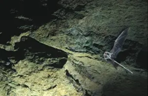 Schreiber's Long-fingered / Schreiber's Long-eared / Schreiber's Bat flying out of a cave. Post breeding season (september) French jura, France Distribution: SW Europe to China, Africa, Madagascar & Japan