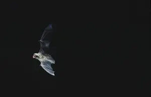Schreiber's Long-fingered / Schreiber's Long-eared / Schreiber's Bat flying out of a cave. Post breeding season (september) French jura, France Distribution: SW Europe to China, Africa, Madagascar & Japan