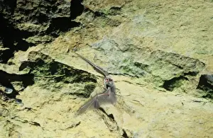 Schreiber's Long-fingered / Schreiber's Long-eared / Schreiber's Bat flying out of a cave. Post breeding season (end of August) French jura, France Distribution: SW Europe to China, Africa, Madagascar & Japan