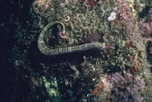 Images Dated 19th July 2005: Schultz's Pipefish - Camouflaged against alga covered wall. China Straight