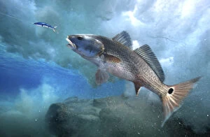 Undersea Gallery: Sciaenops ocellatus, Red drum, chasing a fishing