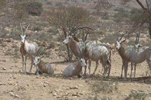 Scimitar Horned Oryx - Reintroduced to Bou Hedma National Park in 1993