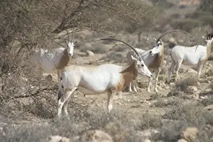 Oryx Prints: Scimitar Horned Oryx - Reintroduced to Bou Hedma National Park in 1993