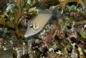 Images Dated 15th April 2007: Scimitar Triggerfish - feeds on algae and detritus