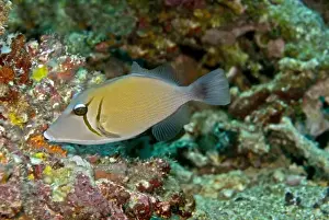 Scimitar Triggerfish - feeds on algae and detritus - Papua New Guinea