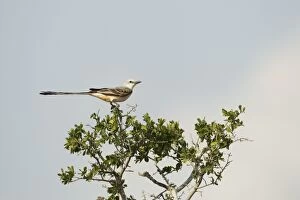Images Dated 30th April 2012: Scissor-tailed Flycatcher