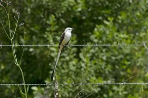 Images Dated 12th April 2012: Scissor-tailed Flycatcher - perched on wire