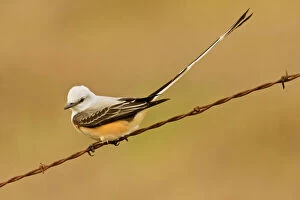 Images Dated 31st March 2008: Scissor-tailed flycatcher South Florida in March