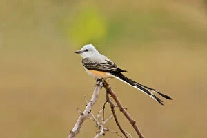 Tail Collection: Scissor-tailed flycatcher South Florida in March
