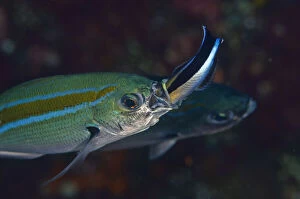 Banded Gallery: Scissortail Fusilier being cleaned by a Bluestreak Cleaner Wrasse