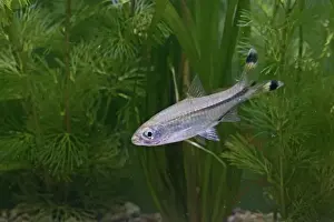 Scissortail Rasbora / Three Line Rasbora – side view by weeds –S E Asia UK