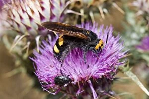 Images Dated 19th July 2005: Scolia Wasp / Yellow Forehead Scolia