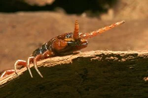Images Dated 25th July 2003: Scolopendra rarispina