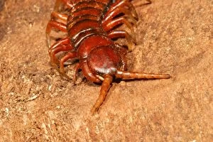 Images Dated 18th December 2006: Scolopendra rarispina