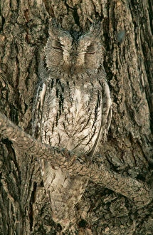 Images Dated 27th October 2008: Scops Owl - Perfectly camouflaged perching close to a tree-trunk