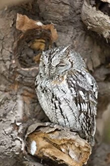 Images Dated 12th September 2009: Scops Owl - at roost - South Africa