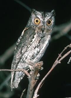Images Dated 14th February 2008: Scops Owl - South Luangwa National Park Zambia, Africa