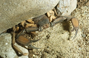 Images Dated 29th October 2007: Scorpion Africa