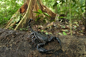 Images Dated 20th November 2007: Scorpion - Danum Valley Conservation Area - Sabah - Borneo - Malaysia