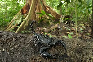 Scorpions Prints: Scorpion - Danum Valley Conservation Area - Sabah - Borneo - Malaysia