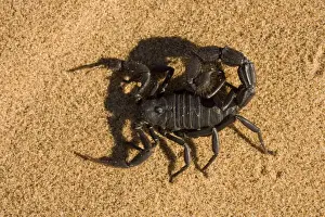 Scorpions Prints: Scorpion Defensively flattend to the ground with venom on the tip of the tail Namib Dune Belt