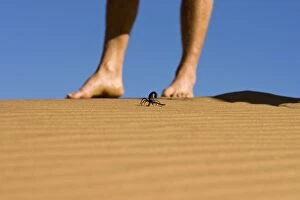Scorpion - On dune sand with bare human feet in