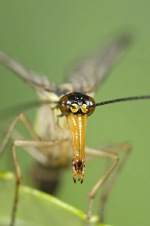 Images Dated 2nd July 2004: Scorpion Fly - detail of elongated snout Norfolk UK