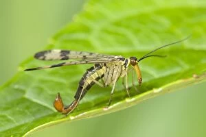 Images Dated 2nd July 2004: Scorpion Fly - resting on Leaf Norfolk UK