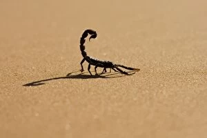 Images Dated 20th May 2007: Scorpion - Hunting on hot desert sands